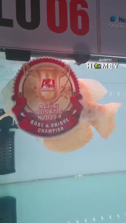 Arwana Seharga Mobil, Kok Bisa? #shorts