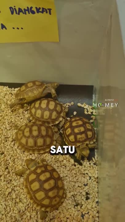 5 Tips Memelihara Kura-kura untuk Pemula #shorts