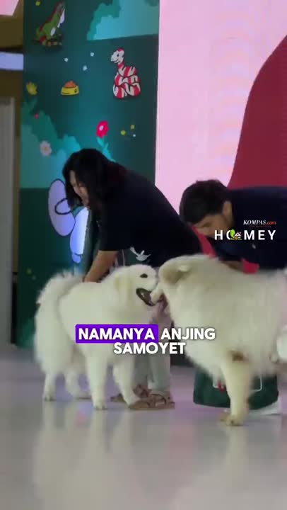 Pelihara Anjing Jenis Ini Habiskan Jutaan Rupiah? #shorts