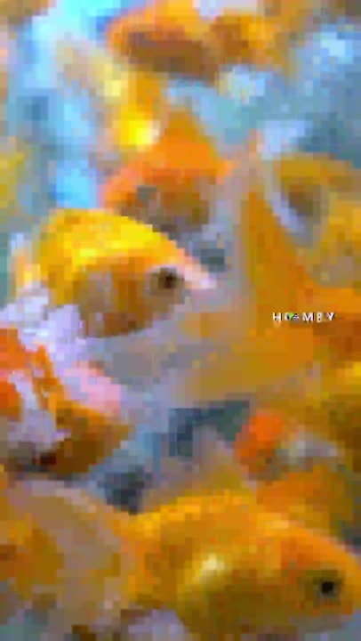 Pelihara Ikan Mas Koki Itu Gampang-gampang Sulit, Memang Benar? #shorts