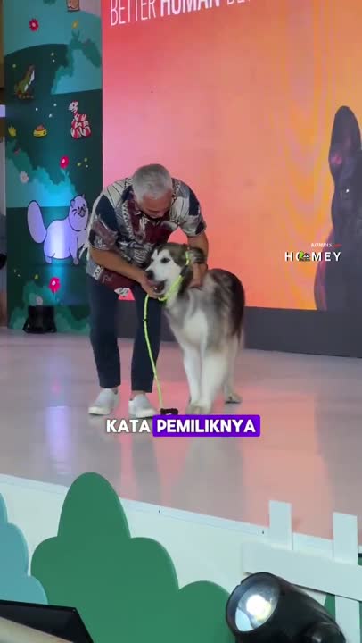 Tips Menenangkan Anjing ala Cesar Milan #shorts