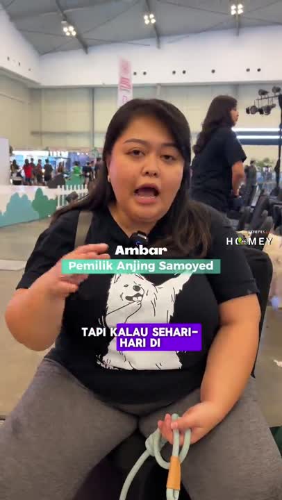 Anjing Samoyed Butuh AC dan Kipas Angin Biar Gak Kepanasan #shorts