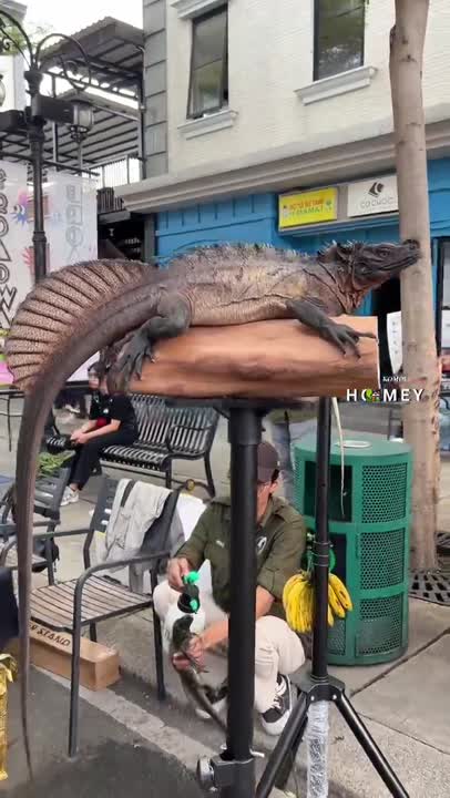 Dinosaurus Bukan, Komodo Juga Bukan, Hewan Apa Sih Ini?