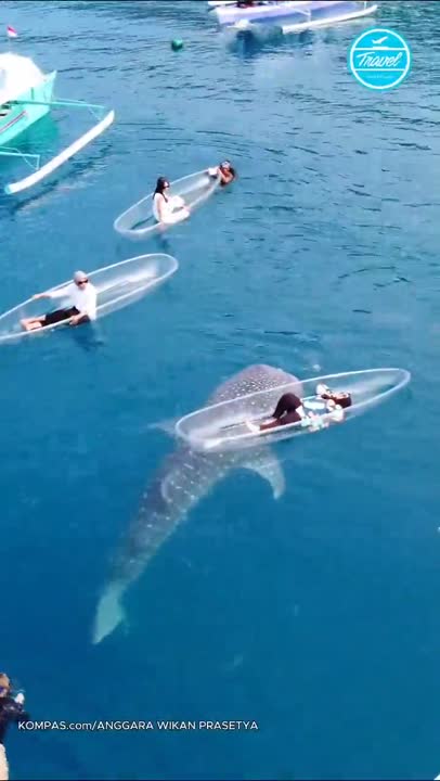 Ketemu Satwa Eksotis Hiu Paus di Botubarani Gorontalo