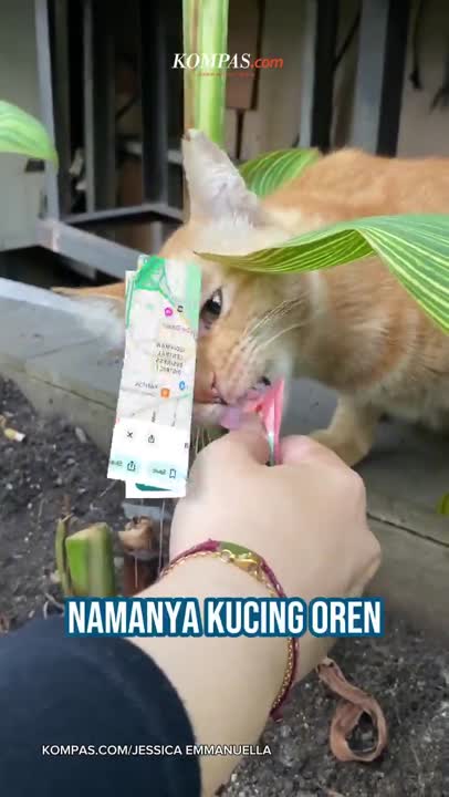Kucing Oren Jadi Destinasi Wisata Baru di Senayan