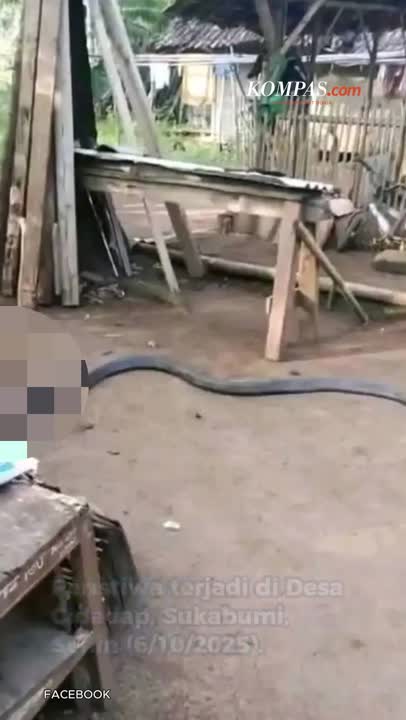 Petani Tewas Usai Duel Dengan King Kobra 4 Meter Di Sukabumi