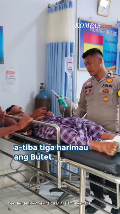 Diterkam 3 Harimau, Butet Bertarung Hidup-Mati Pakai Tangan Kosong