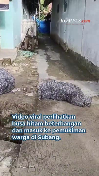 Viral, Busa Hitam Misterius Beterbangan Di Subang