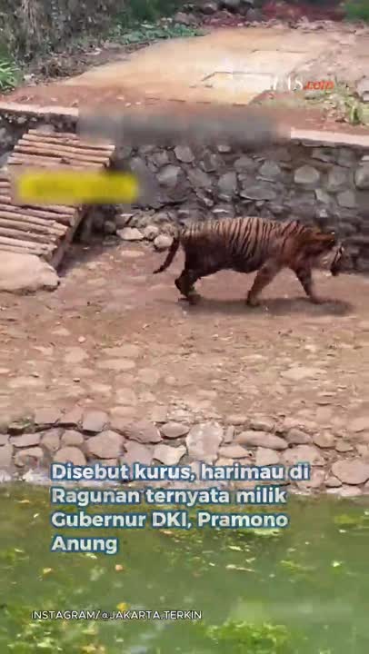 Viral! Harimau Kurus Di Ragunan, Pramono: Itu Milik Saya