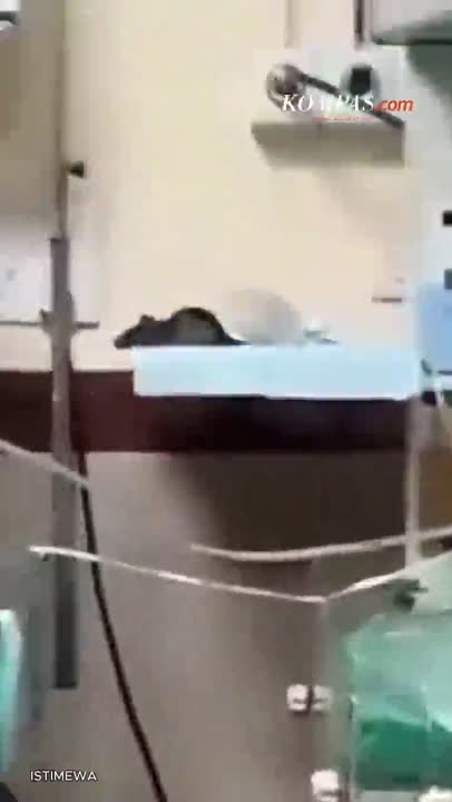 Dua Bayi Meninggal Digigit Tikus di Ruang ICU, Keluarga Tuding RS Lalai