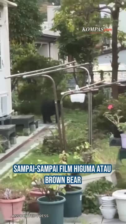 Jepang Tunda Film Beruang Mangsa Manusia Karena Jadi Kenyataan, Tentara Dilibatkan