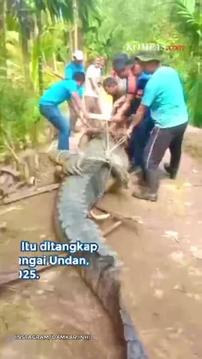 Buaya Jumbo 585 Kg Mati, Dalam Perutnya Ada Tombak Hingga Pecahan Tabung TV