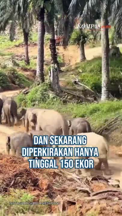 Gajah Di Tesso Nilo Riau Tersisa 150 Ekor, Hutan Berubah Jadi Kebun