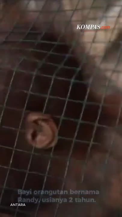 Bayi Orangutan Diselamatkan Dari Tambang Ilegal Di Kalbar, Induk Diduga Dibunuh