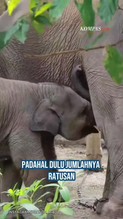 Gajah PLG Sebanga Nasibmu Kini: Hidup Di Hutan Sempit Yang Terjepit Sawit