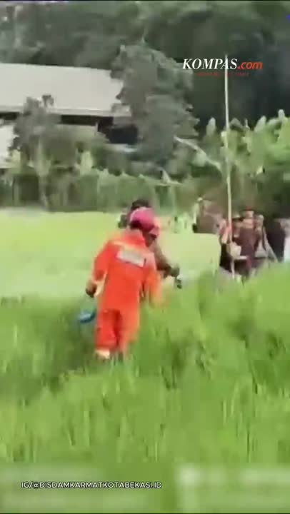 Buaya Besar Muncul Di Sawah Cikiwul Bekasi, Dievakuasi Damkar
