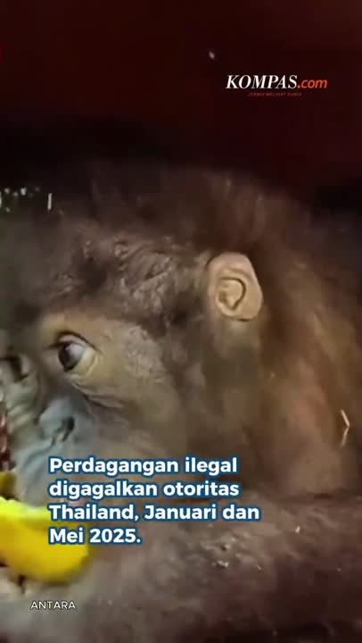 4 Orangutan "Bocil" Jadi Korban Perdagangan Ilegal, Kini Pulang Ke Indonesia