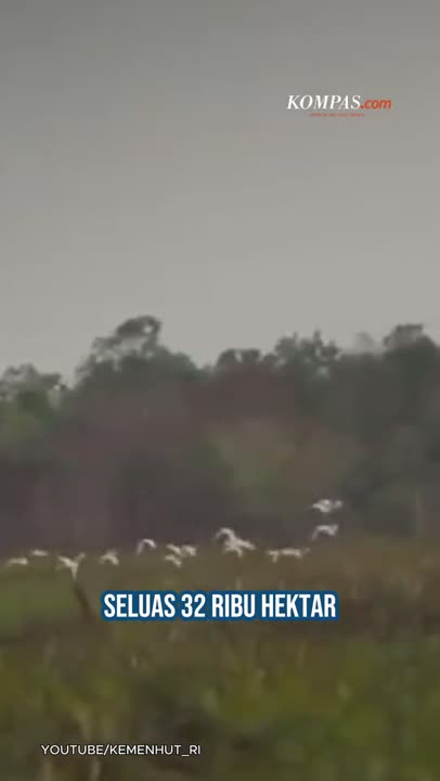 32 Ribu Hektar Zona Inti Way Kambas Akan Dialih Fungsi Untuk Dagang Karbon