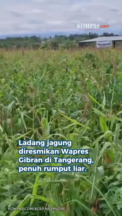 Ladang Jagung Di Tangerang Penuh Rumput Liar,  Dulu Diresmikan Gibran