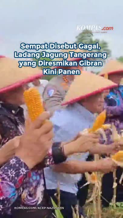 Sempat Disebut Gagal, Ladang Jagung Tangerang Yang Diresmikan Gibran Kini Panen