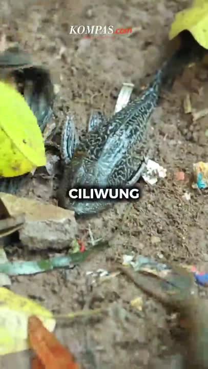 Arief Berburu Ikan Sapu-sapu Demi Jaga Ekosistem Ciliwung