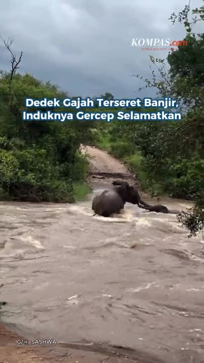 Dedek Gajah Terseret Banjir, Induknya Gercep Selamatkan