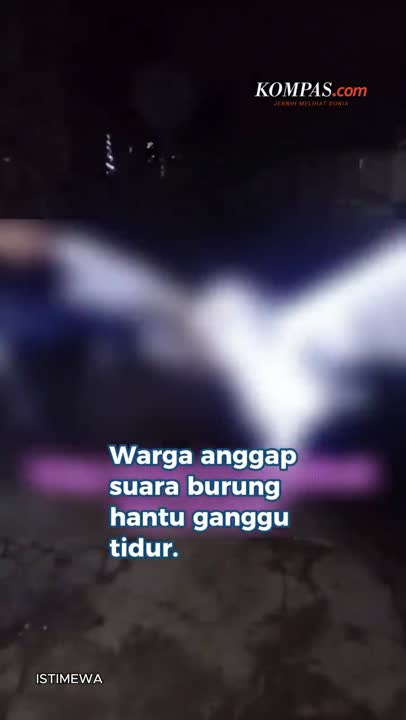 Burung Hantu Ditembak Mati Warga Di NTT, Suaranya Dianggap Mengganggu