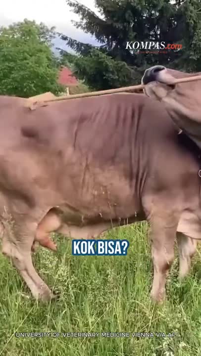 Sapi "Veronika" Bisa Garuk Punggung Pakai Sapu, Bikin Ilmuwan Heran