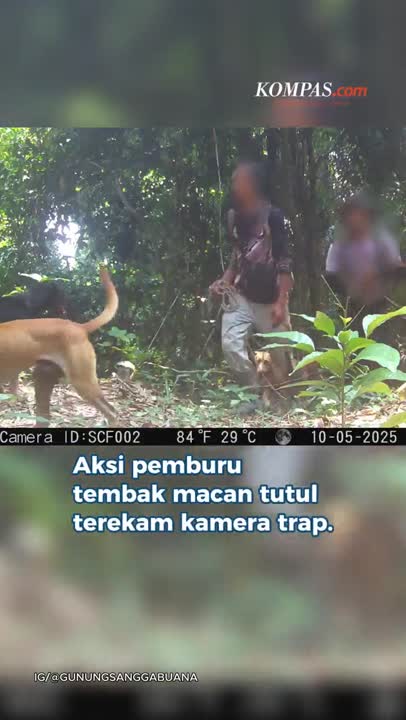 Pemburu Macan Tutul Bawa Anjing dan Senjata di Gunung Sanggabuana Karawang