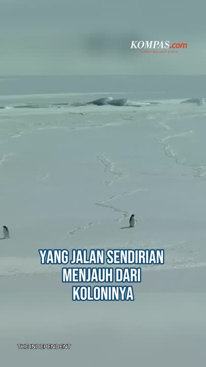 Viral Nihilist Penguin Jadi Simbol Keresahan Warganet, Apa Itu?