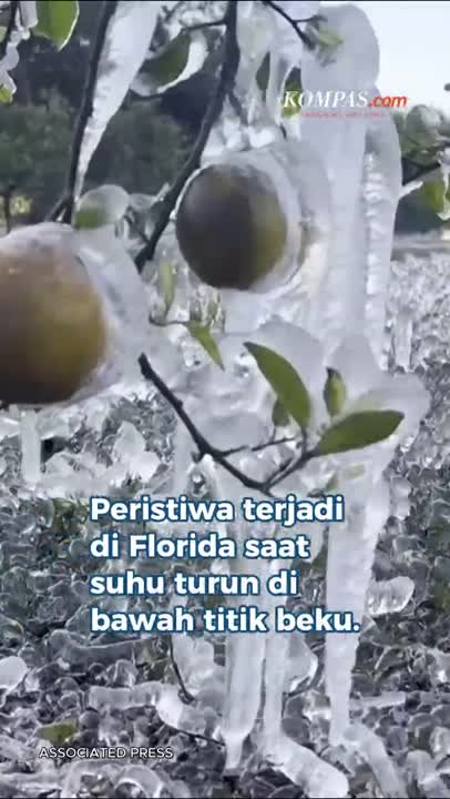 Fenomena Langka “Hujan Iguana” Di Florida Akibat Suhu Ekstrem