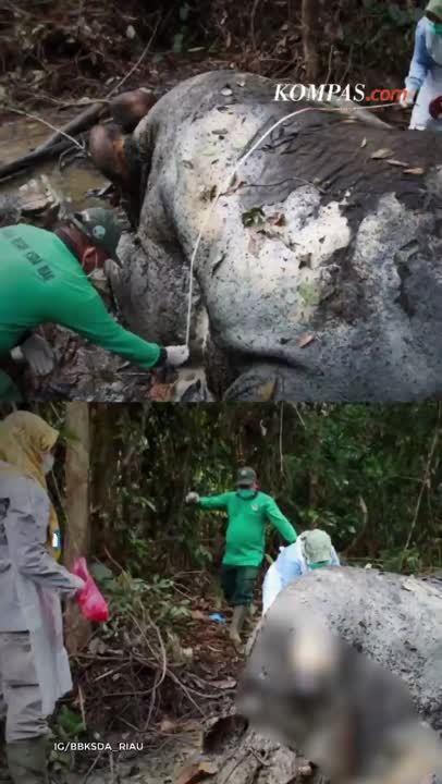 Gajah Yang Mati Di Riau Terdapat Luka Tembak, Gading Hilang