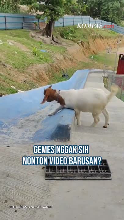 Kisah Bobby, Anak Kambing Paling Bahagia Sedunia Yang Suka Main Perosotan