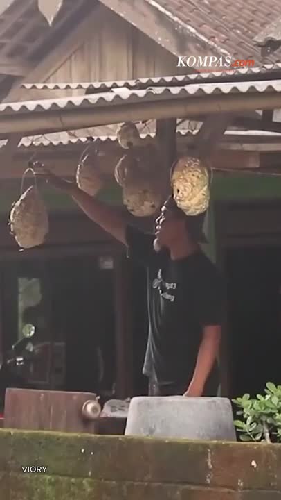 Nurul Yudiawan “Pawang” Tawon Vespa di Blitar: Cium Sarang hingga Rawat di Rumah 