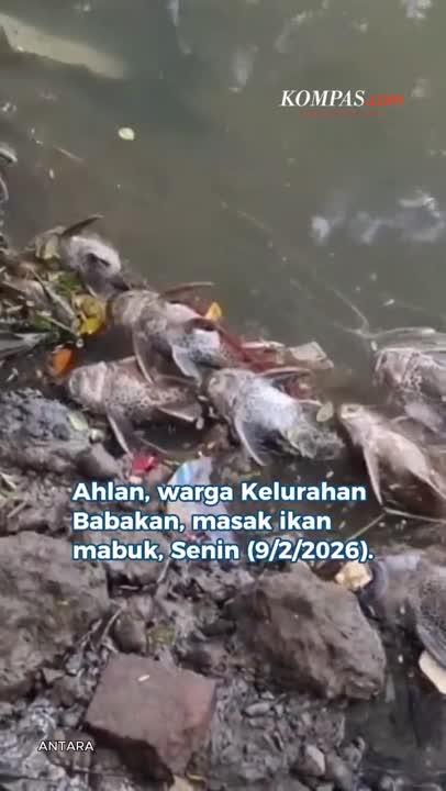 Makan Ikan Mabuk Tercemar Pestisida Sungai Cisadane, Warga Kliyengan