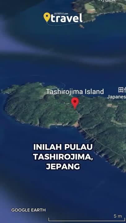 Kok Bisa Pulau Tashirojima Jepang Dihuni Lebih Banyak Kucing Daripada Manusia?