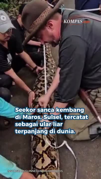 "Ibu Baron", Ular Liar Terpanjang Di Dunia Ditemukan Di Maros Sulsel