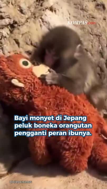 Kisah Haru Punch, Monyet Di Jepang Yang Bawa Boneka Pengganti Peran Ibunya