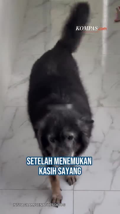 Kisah Sena Anjing Kurus  Kering Temukan Kasih Sayang