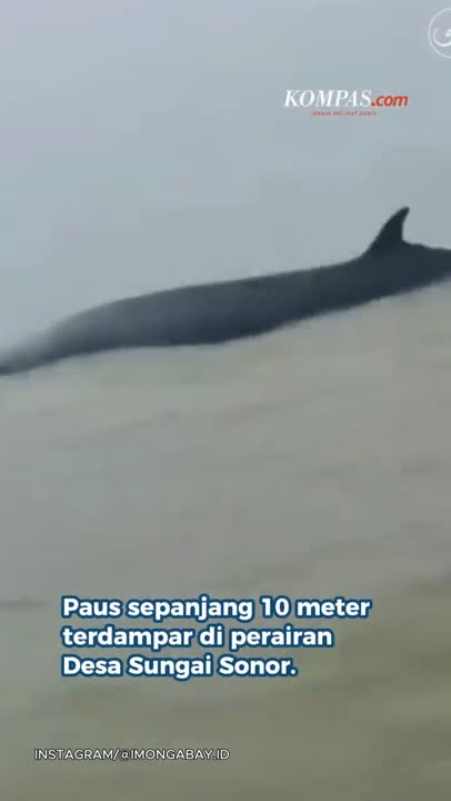 Sempat Diselamatkan Warga, Ikan Paus 10 Meter Yang Terdampar Di OKI Mati