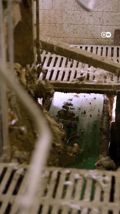 Ubah Kotoran Ayam Jadi Listrik