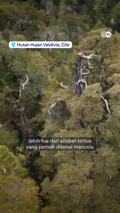 Pohon Ini Lebih Tua dari Abjad