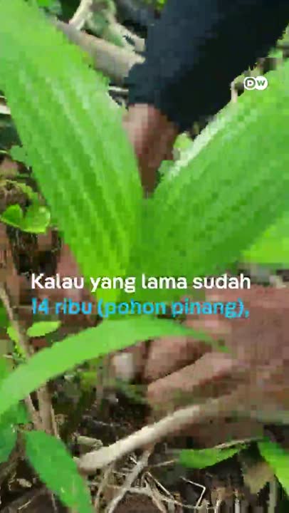 Cegah karhutla, lansia ini tanam belasan ribu pohon pinang