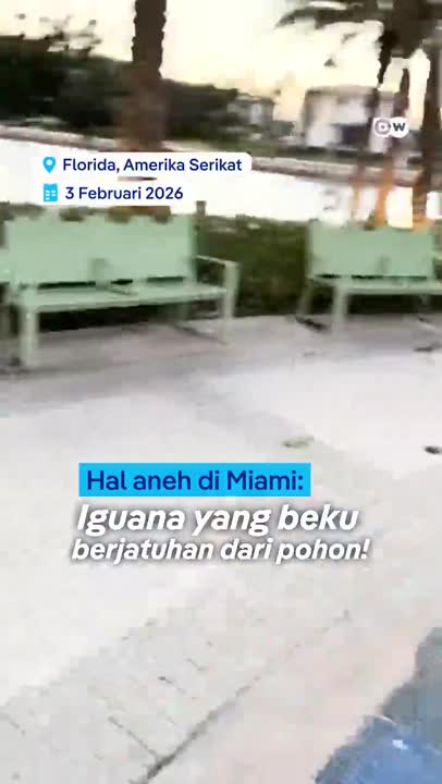 Cuaca Dingin Bikin Iguana di Florida Berjatuhan dari Pohon