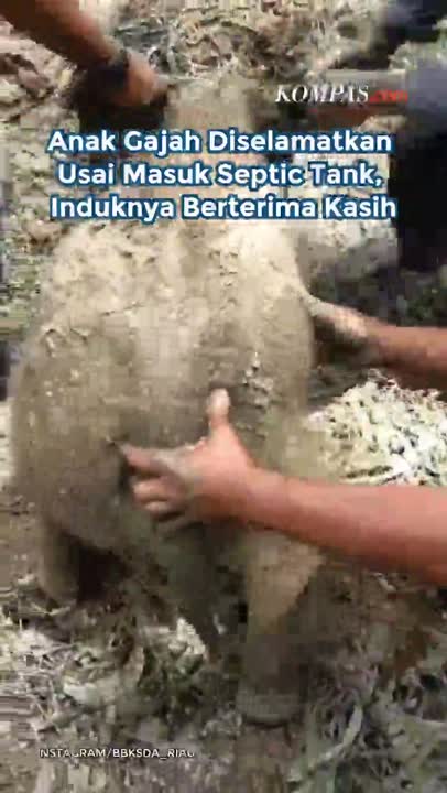 Anak Gajah Diselamatkan Usai Masuk Septic Tank, Induknya Beri Kode Terima Kasih