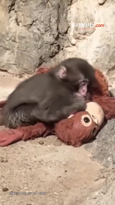 Punch Punya "Bodyguard", Tak Lagi Sendiri Bersama Boneka