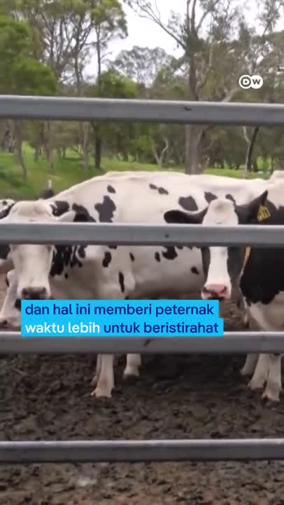 Ini Cara Baru Peternak Mendapatkan Susu Perah
