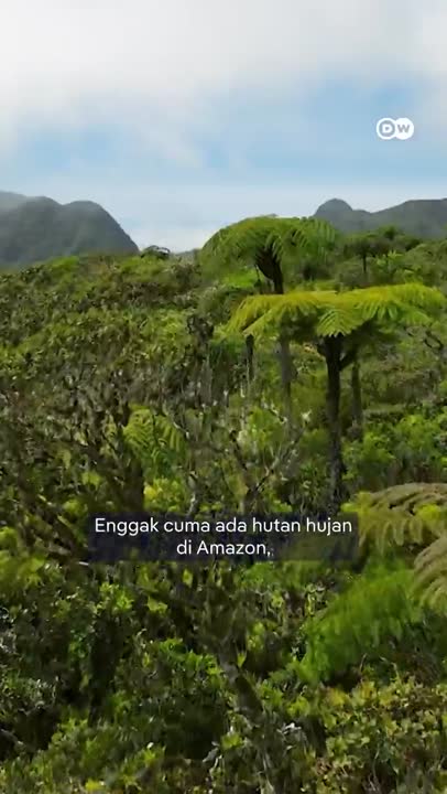 Apakah Ini Daerah di Hutan Hujan Amazon?