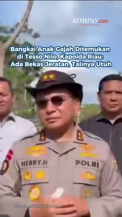 Bangkai Anak Gajah Ditemukan Di Tesso Nilo, Kapolda Riau: Ada Bekas Jeratan, Talinya Utuh