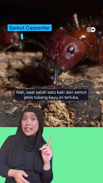 Semut-Semut Ini Mengamputasi Kaki yang Terluka!